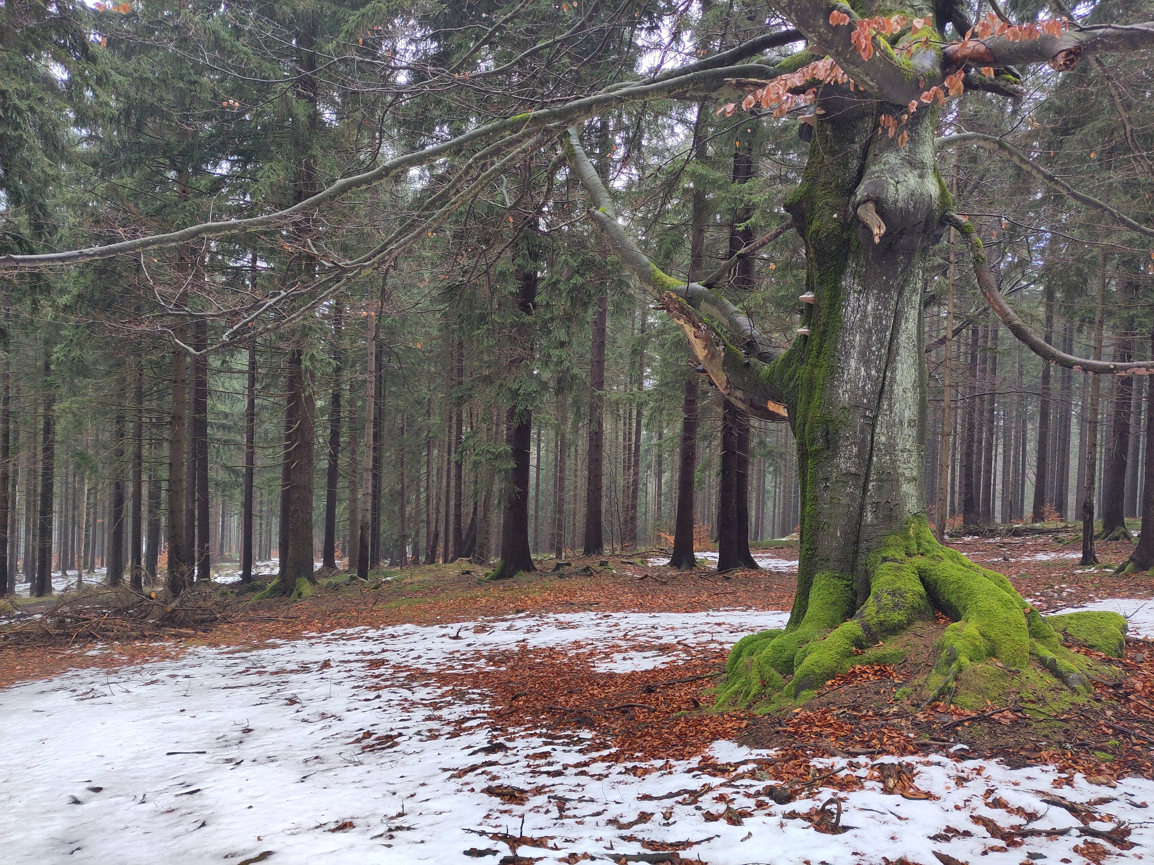 Bild 2: Alte Buche in einem Nadel-/Mischwald in Südpolen.