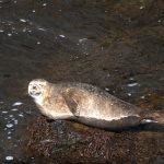 Foto einer Robbe im La Manche Provincial Park
