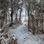 Wald im Winter