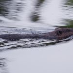 Foto: Biber schwimmt im Teich