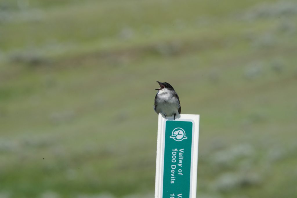 Foto: Kingbird, schwarzer Vogel mit weißer Unterseite, der auf einem Wegweiser des Valley of 1000 Devils trails sitzt und den Schnabel aufreißt.