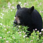 Foto: Bär in Nahaufnahme im Blumenfeld