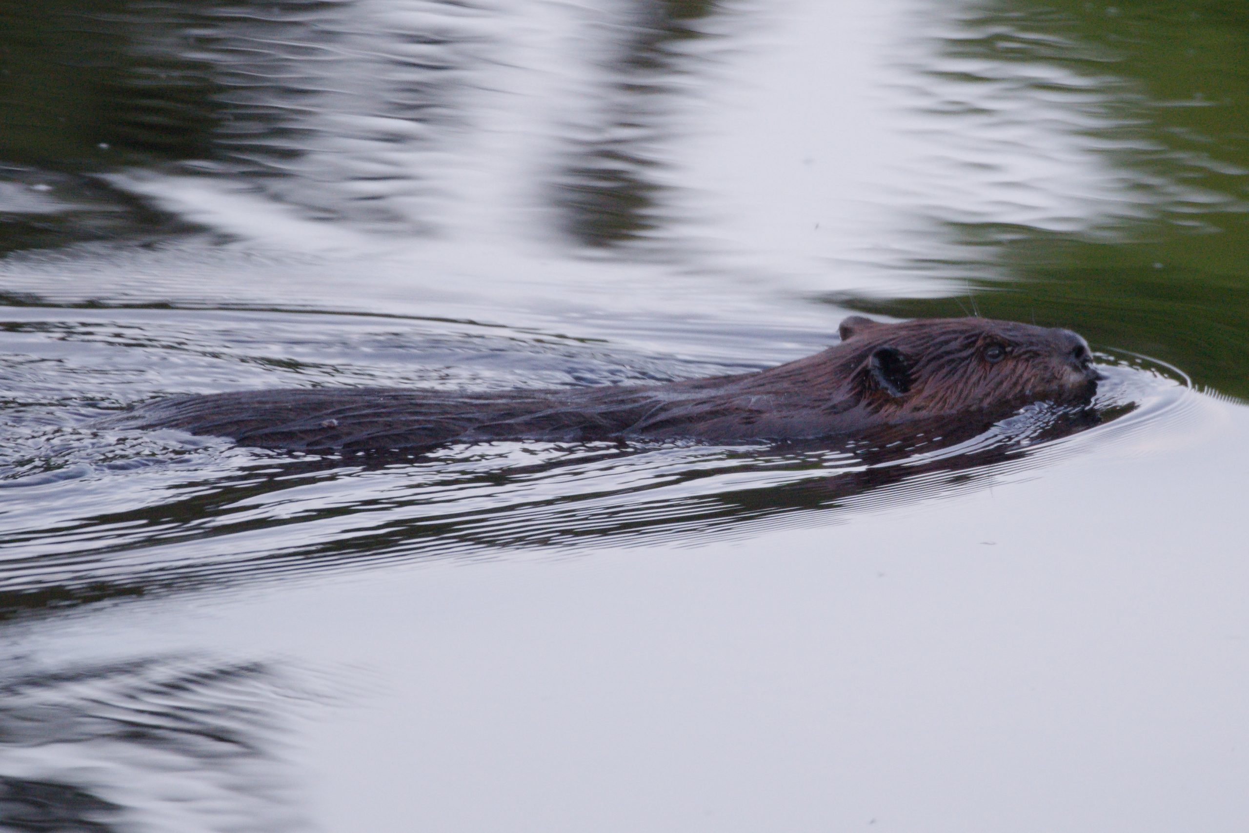 Woche 14 | Teil: 1 Viel wildlife entlang der Great Lakes