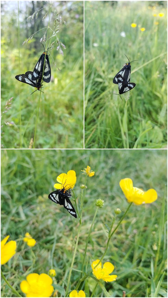 Schmetterlinge auf Blumen Kollage