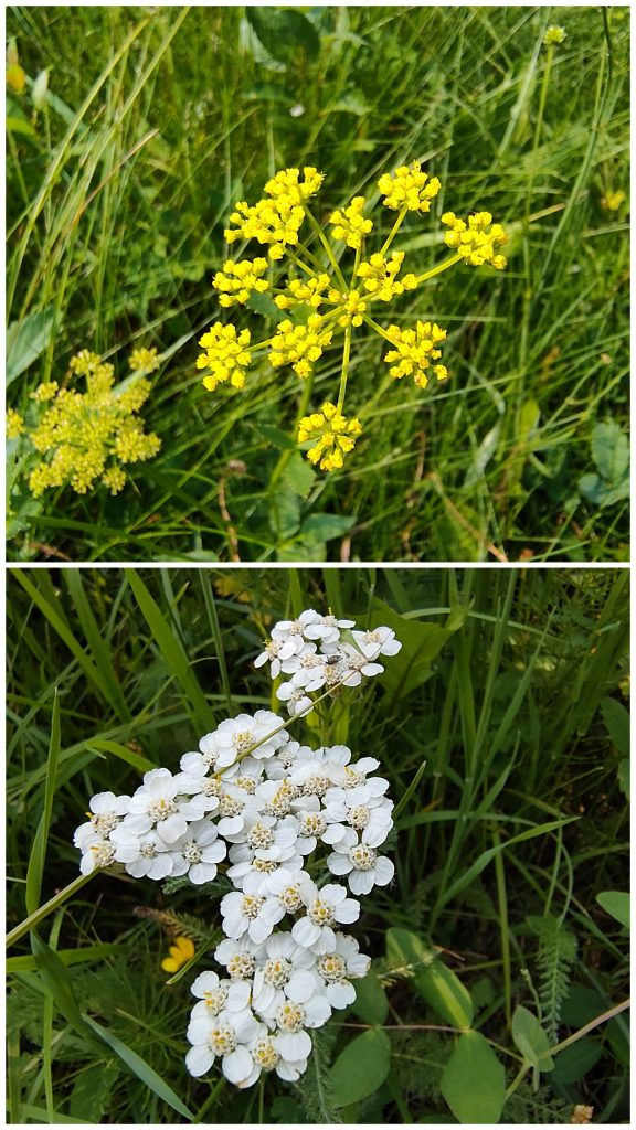 Blumen Kollage