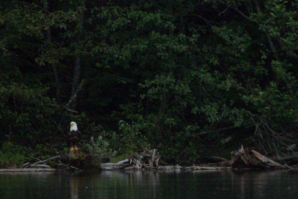 Seeadler in der ferne