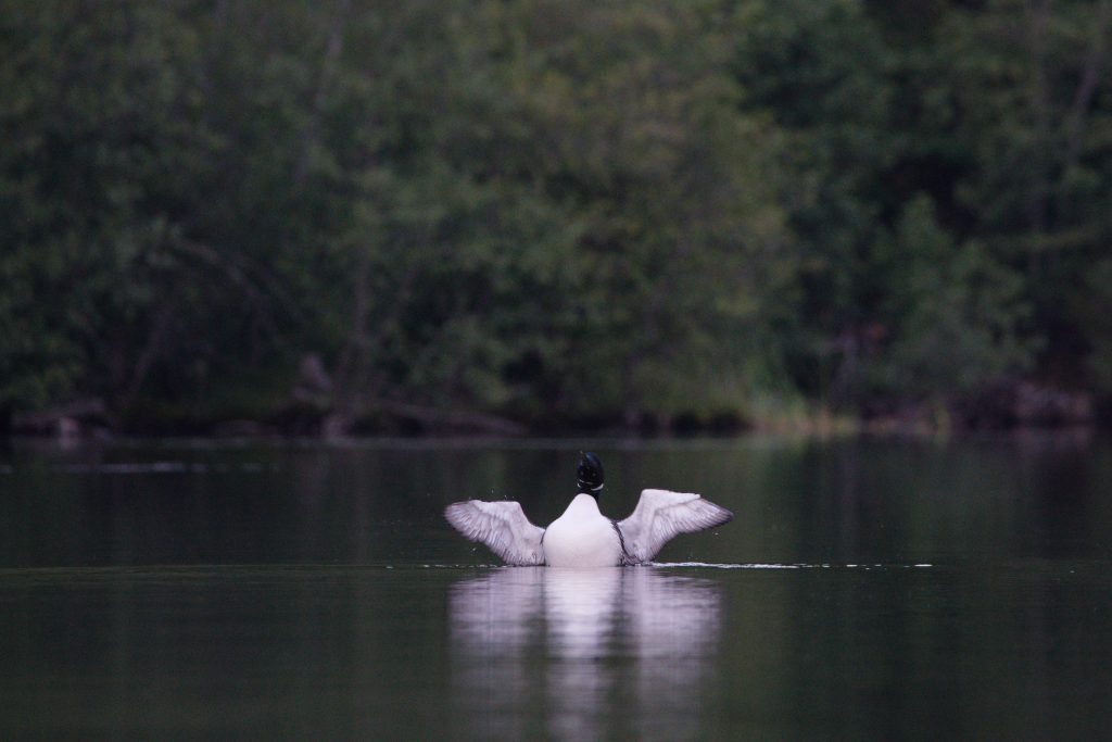 Common Loon spielt sich auf