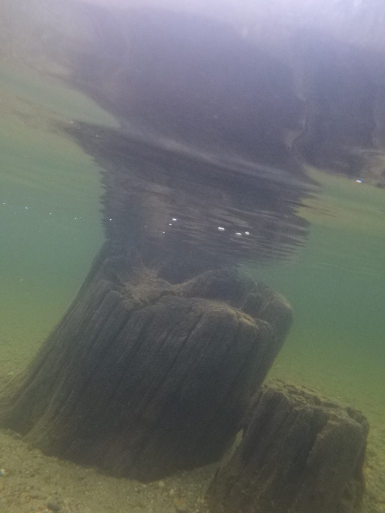 Stamm unter Wasser