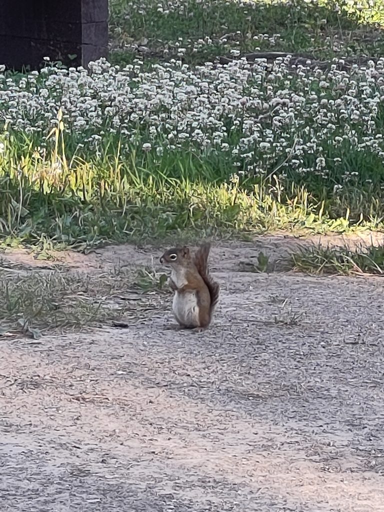 Eichhörnchen steht vor Blumenwiese