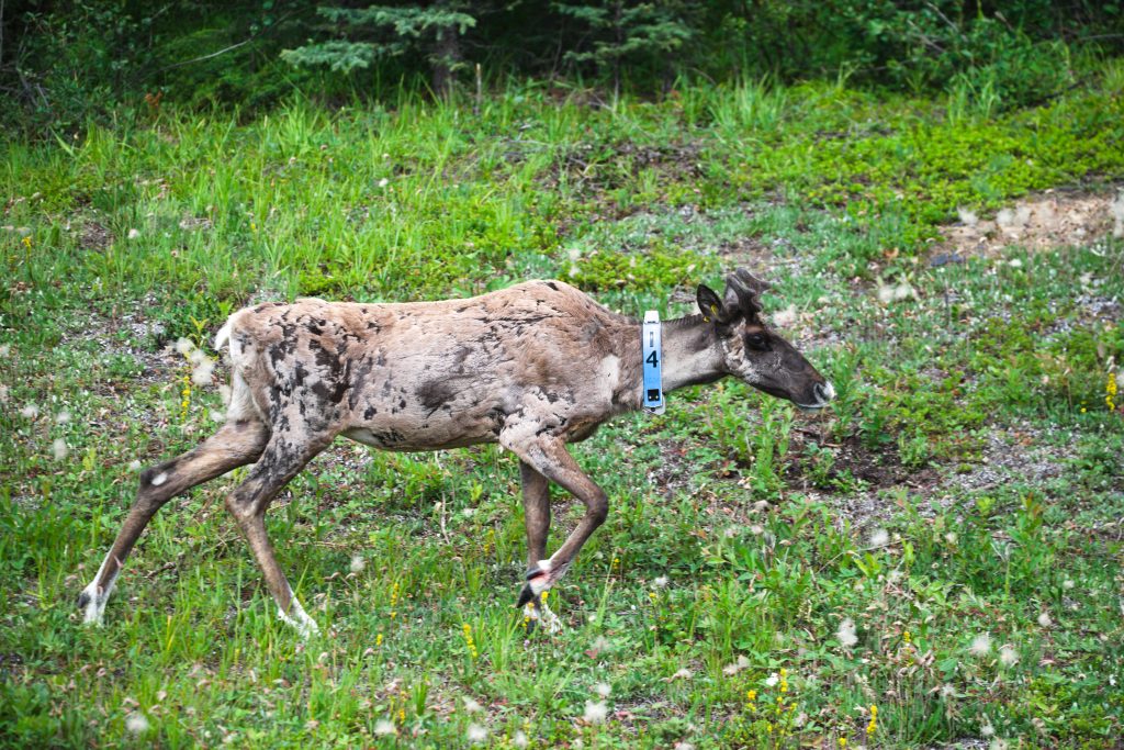 Caribou am Straßenrand