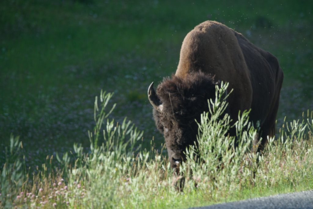 Bison steht am Straßenrand und schaut in die Kamera