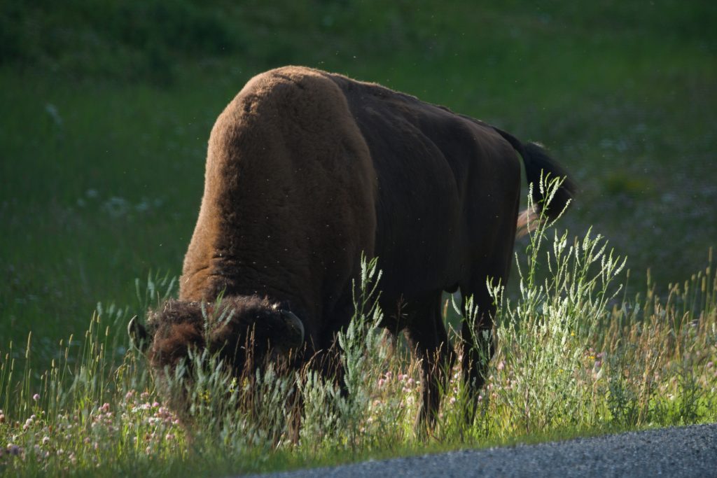 Bison grast am Straßenrand
