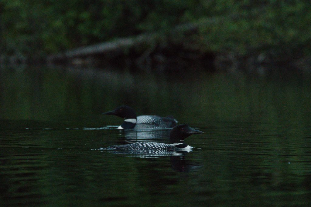 Ein common Loon Pärchen
