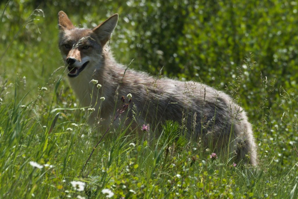 Coyote im hohen Gras