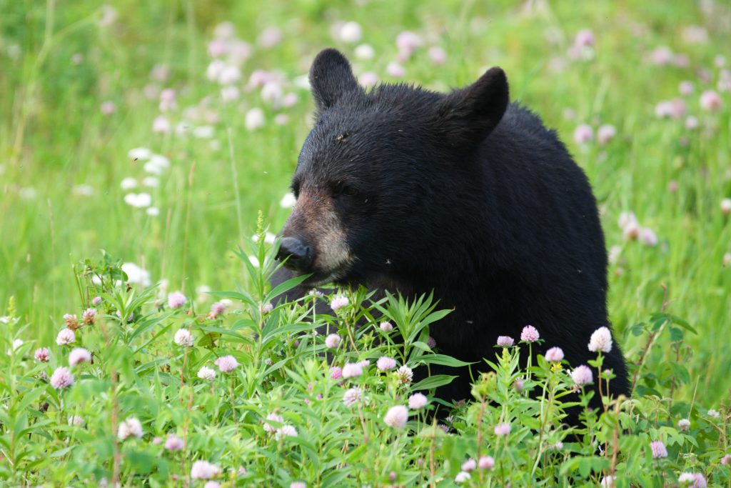 Schwarzbär näher dran in Blumenwiese