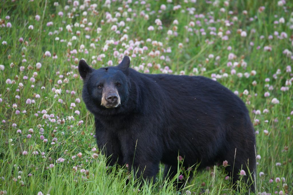 Schwarzbär in der Blumenwiese