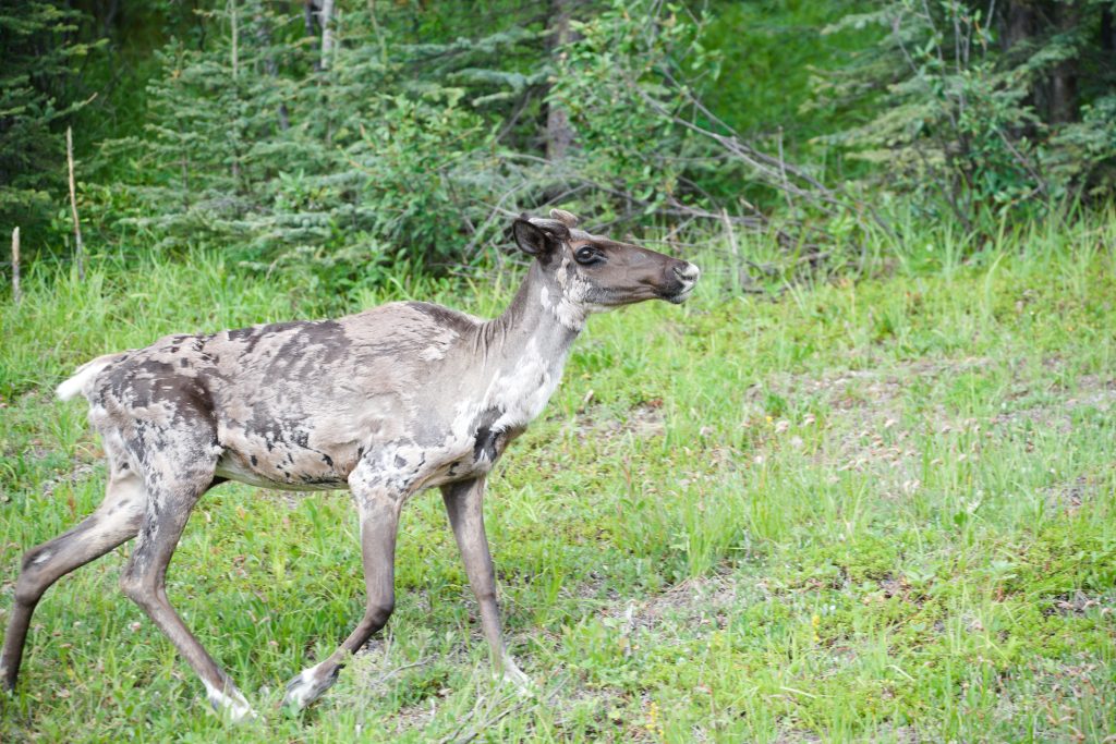 Caribou Teenager am Straßenrand