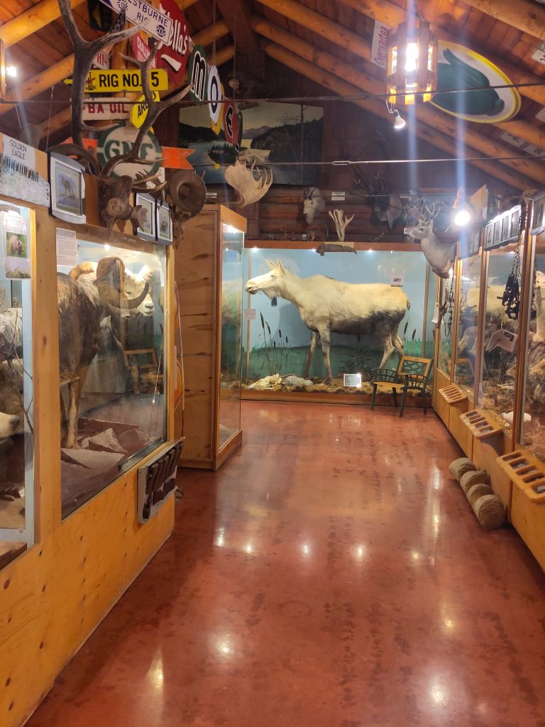 Ausgestopfte Tiere im Museum. Unteranderem ein albino Elch
