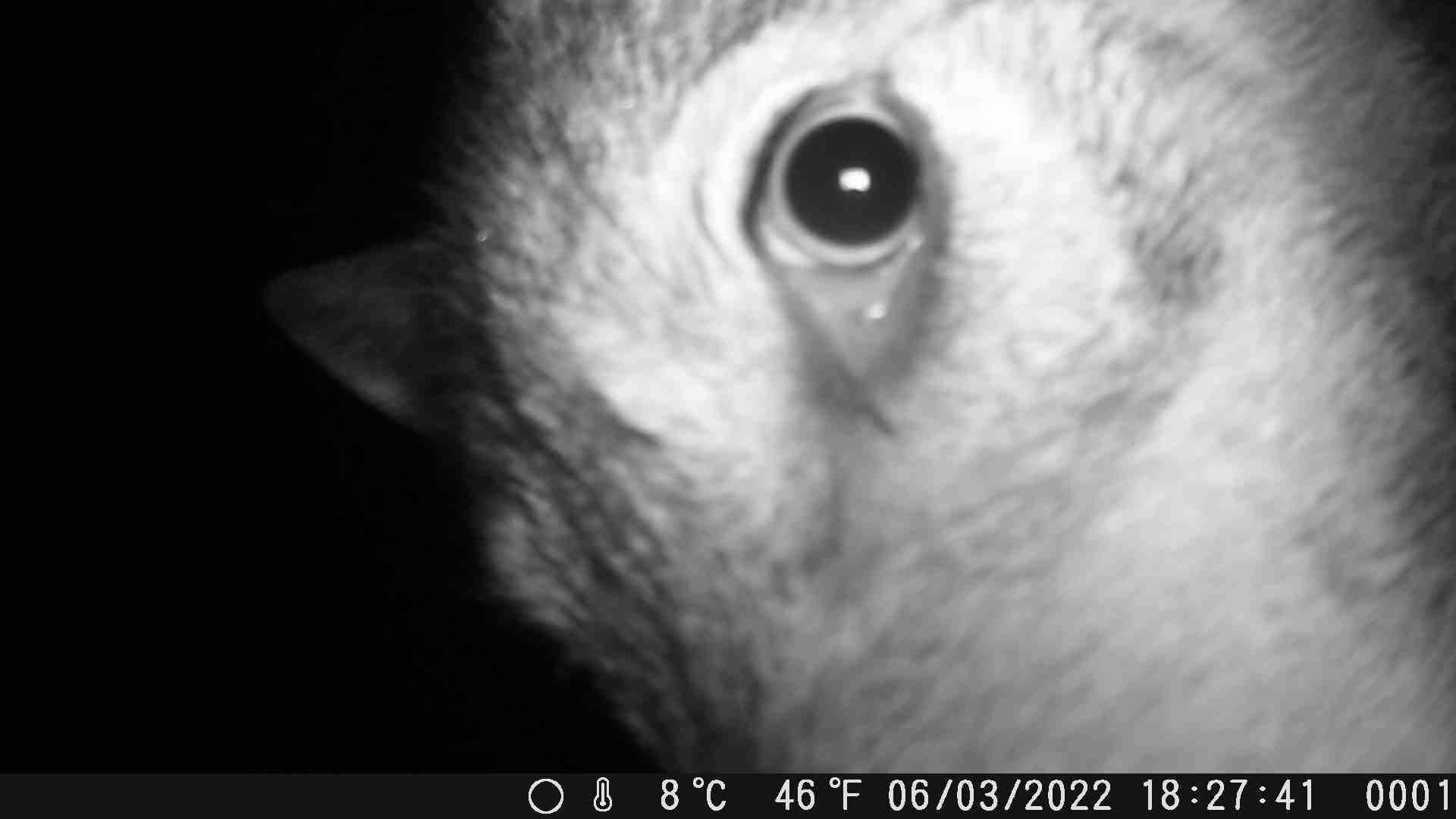 Nahaufnahme Auge von Wolf oder Kojote