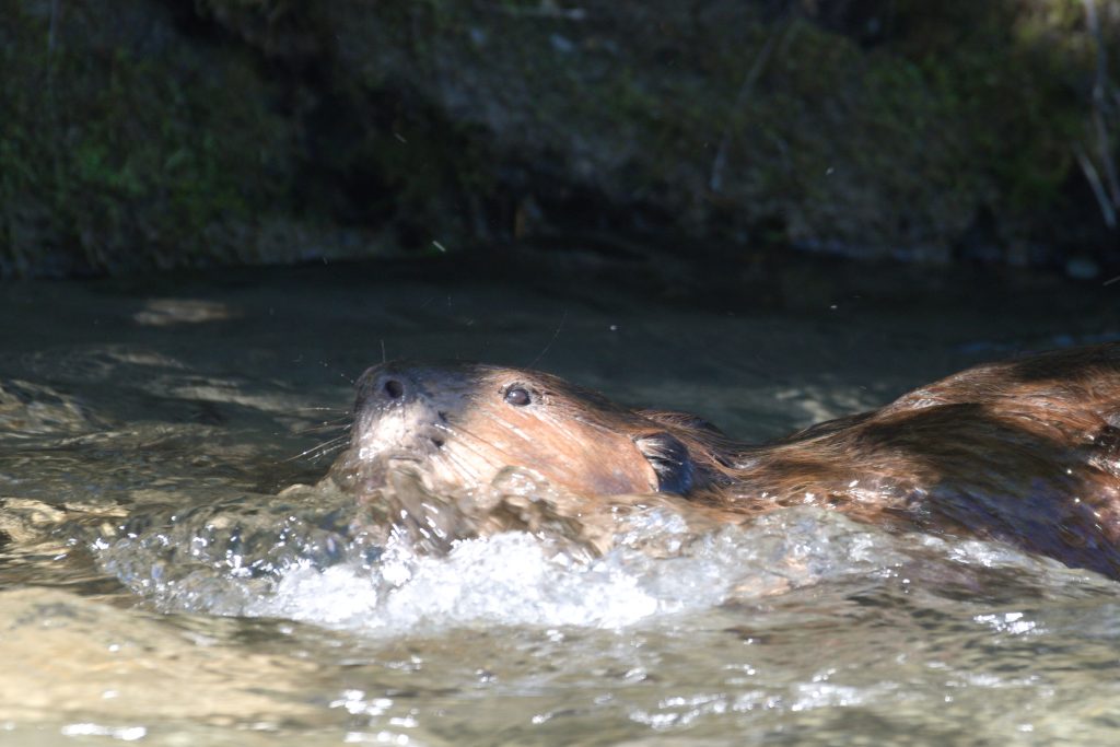 Biber Nahaufnahme im Wasser