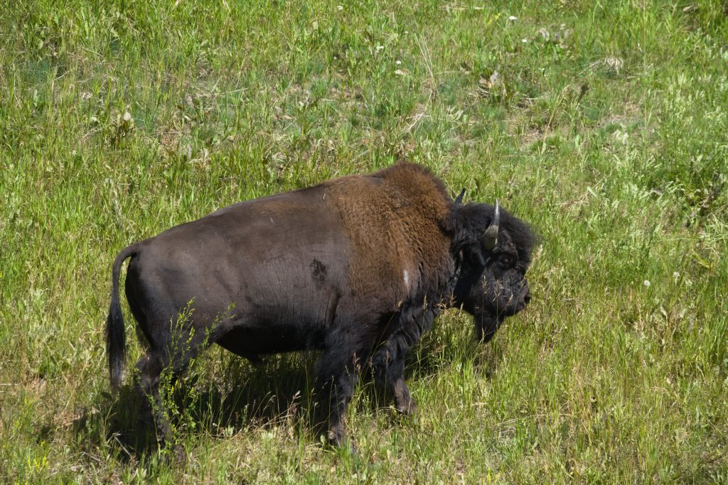 Bison auf Wiese, im Vordergrund Pflanzen