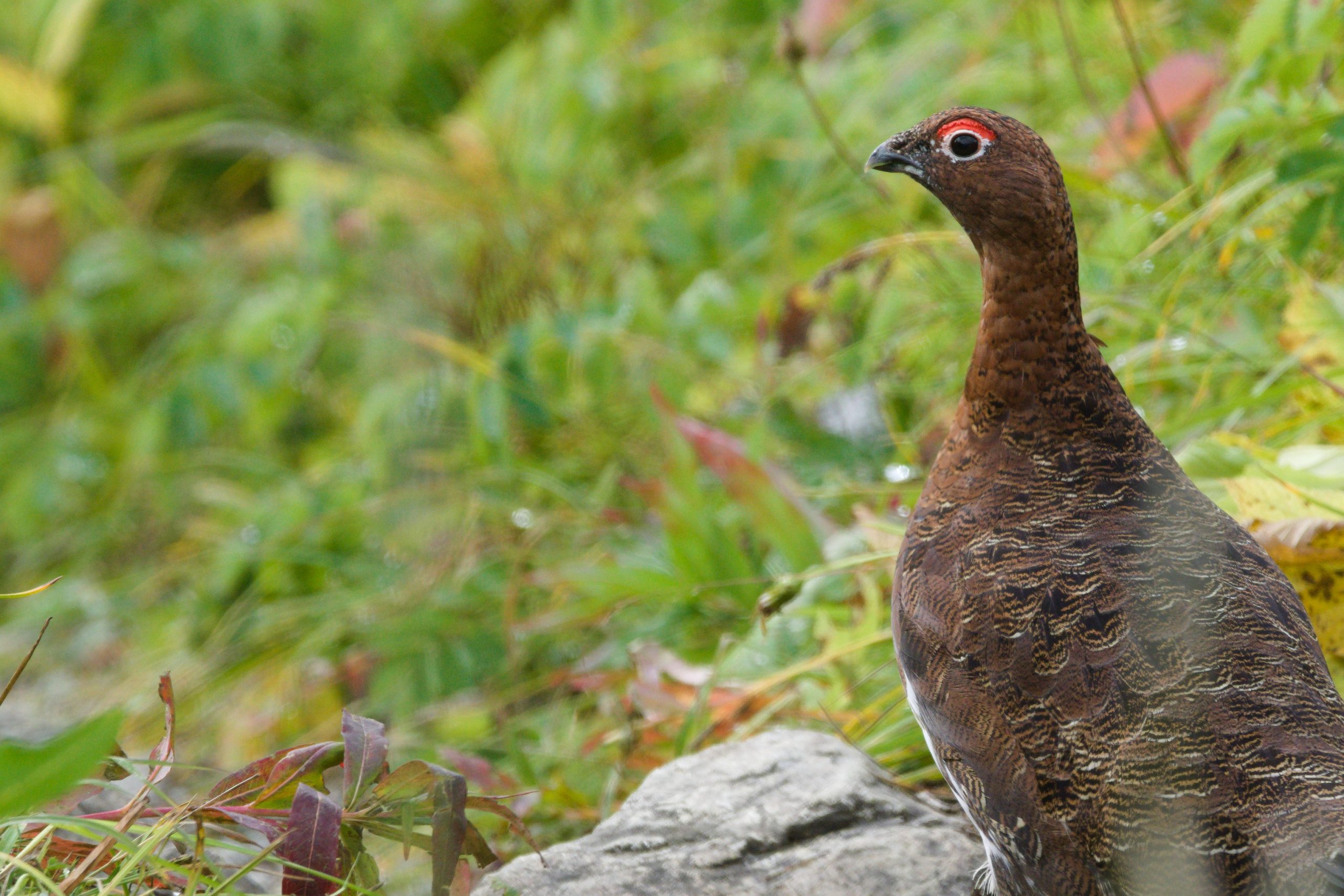 Woche 25 | Teil 1: Ich wünscht ich wär ein Ptarmigan | 21.161 km